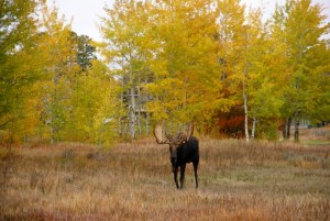 2544109-moose-walking-through-autumn-meadow